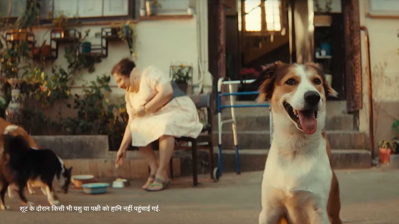 A woman feeding street dogs in a courtyard, from the General Insurance Council campaign